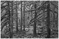 Trees with moss-covered branches. Mount Rainier National Park ( black and white)