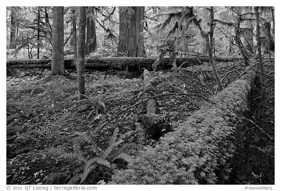 Ferns and fallen log. Mount Rainier National Park (black and white)