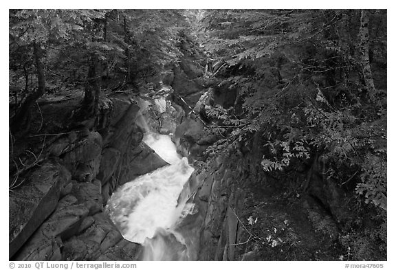 Water rushes down Van Trump Creek. Mount Rainier National Park, Washington, USA.