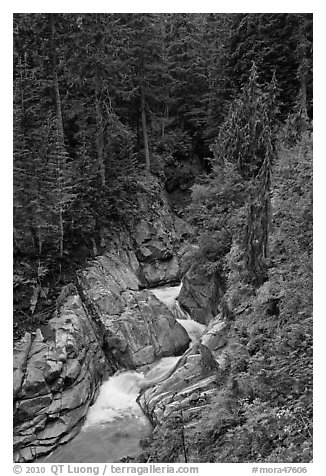 Creek in verdant forest. Mount Rainier National Park (black and white)