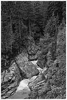 Creek in verdant forest. Mount Rainier National Park ( black and white)