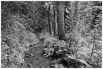 Trail and forest , Van Trump creek. Mount Rainier National Park ( black and white)