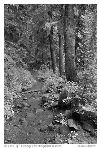 Comet Falls trail. Mount Rainier National Park (black and white)