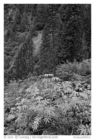 Shrub with berries and conifer forest. Mount Rainier National Park (black and white)