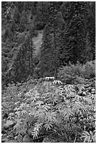 Shrub with berries and conifer forest. Mount Rainier National Park ( black and white)