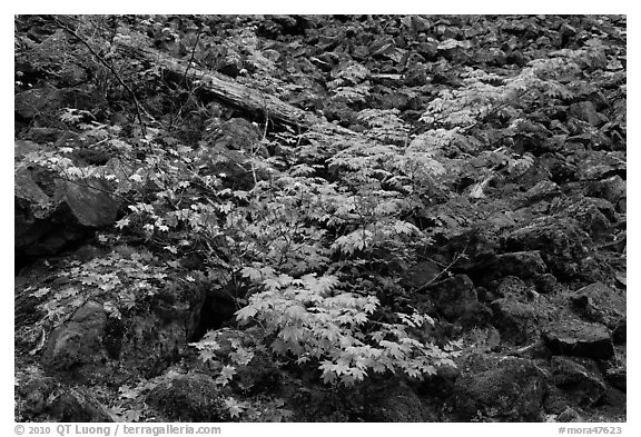 Shrubs in autumn color growing on talus slope. Mount Rainier National Park (black and white)