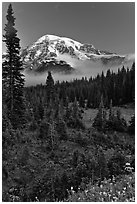 Conifer forest, meadows, and Mt Rainier viewed from below Paradise. Mount Rainier National Park ( black and white)