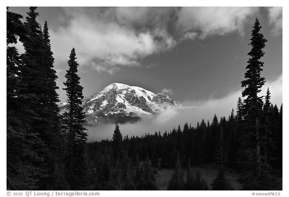 Conifers, clouds, and Mount Rainier. Mount Rainier National Park (black and white)