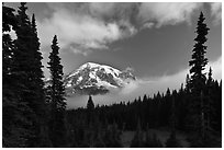 Conifers, clouds, and Mount Rainier. Mount Rainier National Park ( black and white)