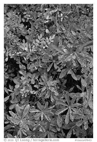 Berry leaves with water droplets. Mount Rainier National Park (black and white)