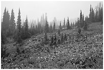 Foggy alpine meadows in autumn. Mount Rainier National Park ( black and white)