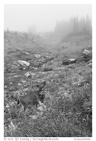 Deer in foggy alpine meadows, Paradise. Mount Rainier National Park (black and white)