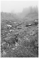 Deer in foggy alpine meadows, Paradise. Mount Rainier National Park, Washington, USA. (black and white)