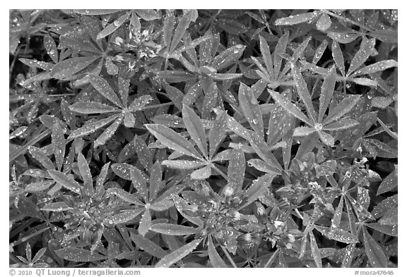 Close-up of lupine with rain droplets. Mount Rainier National Park (black and white)