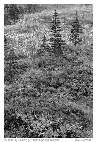 Alpine meadaw with berry plants in autumn color. Mount Rainier National Park (black and white)
