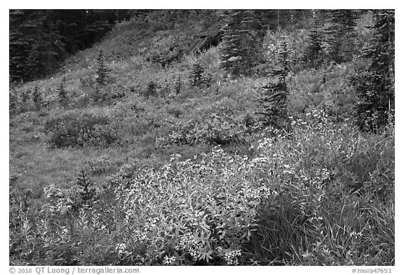 Wildflowers bloom while berry plants turn to autumn color in background. Mount Rainier National Park (black and white)