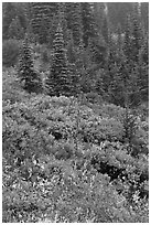 Meadow and forest in autumn. Mount Rainier National Park ( black and white)