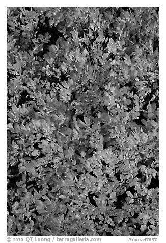 Close-up of berry leaves in fall color. Mount Rainier National Park (black and white)