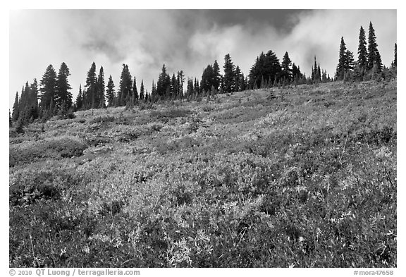 Brighly colored meadow and tree line in autumn. Mount Rainier National Park (black and white)