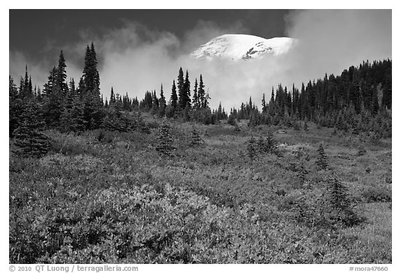 Mount Rainier emerging above clouds and meadows in autumn. Mount Rainier National Park (black and white)