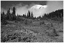 Mount Rainier emerging above clouds and meadows in autumn. Mount Rainier National Park ( black and white)