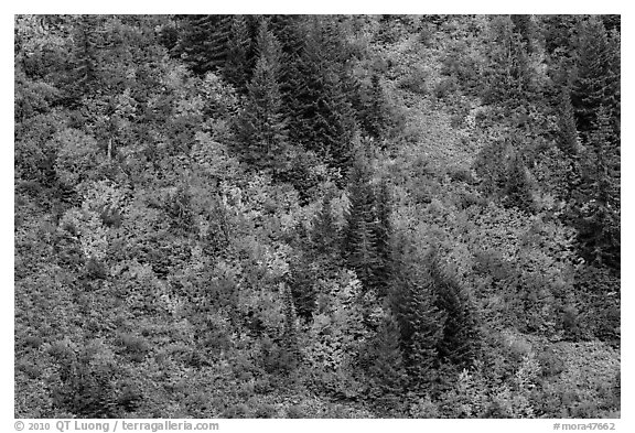 Slope with conifers and vine maples in autumn. Mount Rainier National Park (black and white)