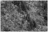 Slope with conifers and vine maples in autumn. Mount Rainier National Park ( black and white)
