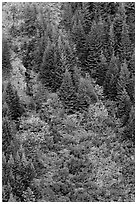 Slope with conifers and shrubs in fall color. Mount Rainier National Park ( black and white)