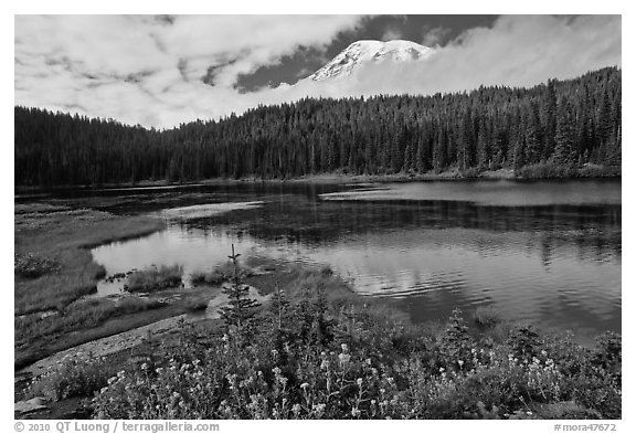 Mount Rainier from Reflection lakes in autumn. Mount Rainier National Park (black and white)