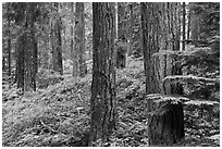 Conifer forest near Ohanapecosh. Mount Rainier National Park ( black and white)