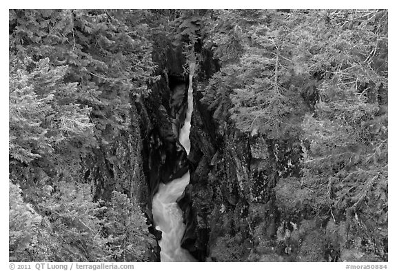 Mossy green basalt canyon. Mount Rainier National Park (black and white)