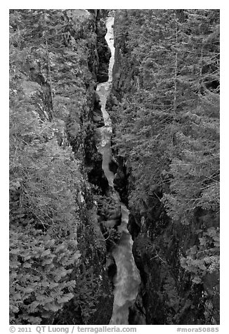 Canyon of the Muddy Fork of Cowlitz River. Mount Rainier National Park (black and white)