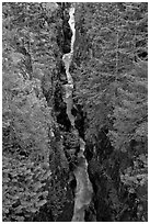 Canyon of the Muddy Fork of Cowlitz River. Mount Rainier National Park ( black and white)