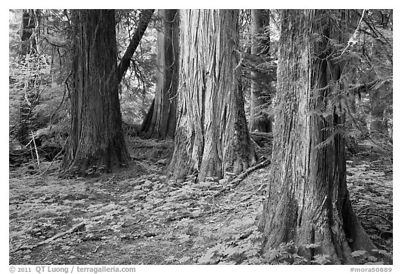 Patriarch Grove. Mount Rainier National Park, Washington, USA.