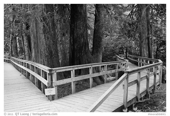 Boardwalk, Patriarch Grove. Mount Rainier National Park (black and white)