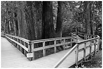 Boardwalk, Patriarch Grove. Mount Rainier National Park ( black and white)