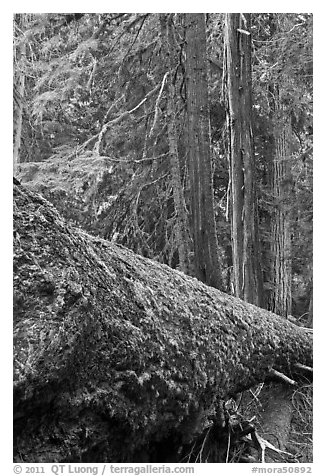 Moss-covered fallen tree in Patriarch Grove. Mount Rainier National Park (black and white)