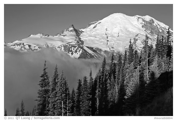 Forest, Mt Rainier and fog, early morning. Mount Rainier National Park (black and white)