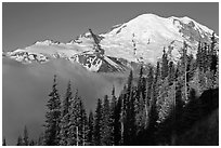 Forest, Mt Rainier and fog, early morning. Mount Rainier National Park ( black and white)