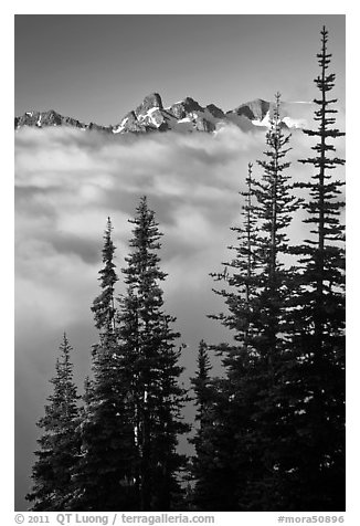 Spruce trees and cloud-filled valley. Mount Rainier National Park (black and white)