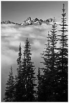 Spruce trees and cloud-filled valley. Mount Rainier National Park ( black and white)