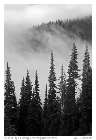 Forest and low clouds. Mount Rainier National Park, Washington, USA.