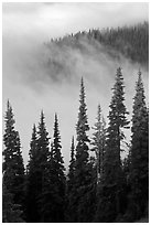 Forest and low clouds. Mount Rainier National Park ( black and white)