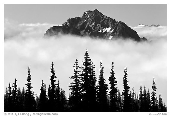 Spruce trees and Goat Island Mountain emerging from clouds. Mount Rainier National Park (black and white)
