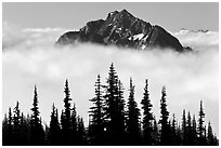Spruce trees and Goat Island Mountain emerging from clouds. Mount Rainier National Park ( black and white)