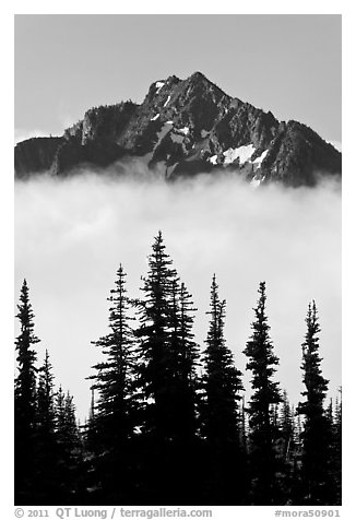 Spruce trees and mountain emerging above clouds. Mount Rainier National Park, Washington, USA.