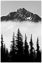 Spruce trees and mountain emerging above clouds. Mount Rainier National Park ( black and white)