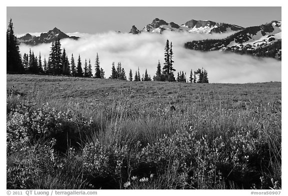 Lupine, meadow, and mountains emerging from clouds. Mount Rainier National Park, Washington, USA.