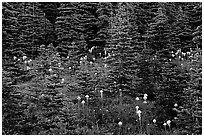 Beargrass and dark conifer trees. Mount Rainier National Park, Washington, USA. (black and white)