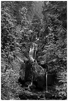 Multi-tiered waterfall in old-growth forest. Mount Rainier National Park ( black and white)